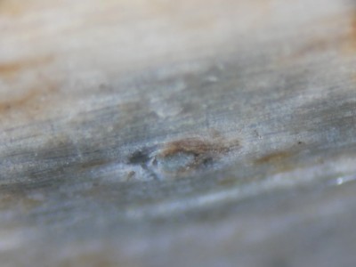 Robergea cubicularis P1230938.JPG