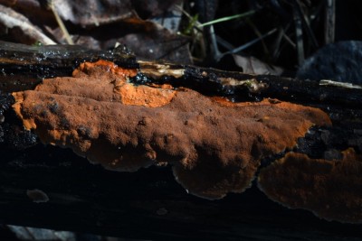 Hypoxylon ticinense - Kleinsporige Kohlenbeere