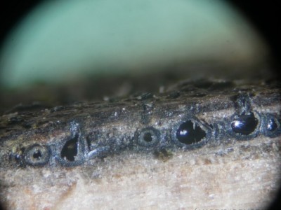 Eutypa maura stack_2026-02-10 06-41-36 (B,R8,S4).jpg