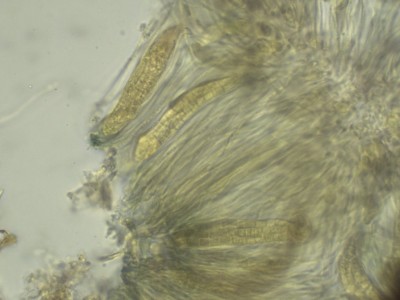Karstenia spec KOH3+MLZ_1000_11.jpg