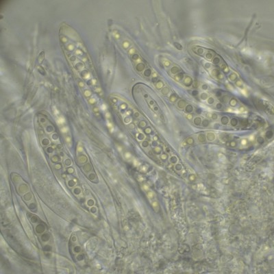 Lophiotrema spec H2O_1000_1_2.jpg