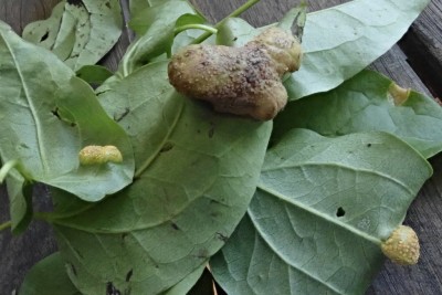 Puccinia alnetorum (2).JPG