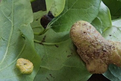 Puccinia alnetorum (24) reduz.JPG