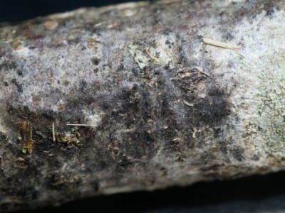 Splanchospora ampullacea P1240018.JPG