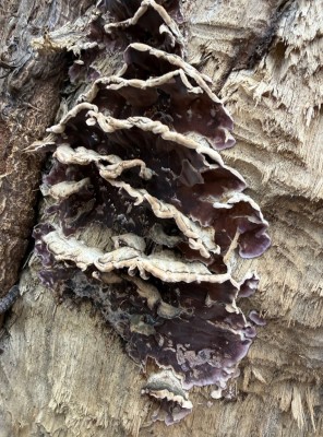 Violetter Knorpelschichtpilz an Eiche.JPG