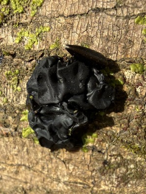 Warziger Drüsling.JPG