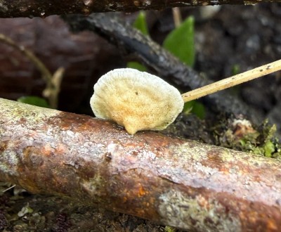 Adernzähling  unten.JPG