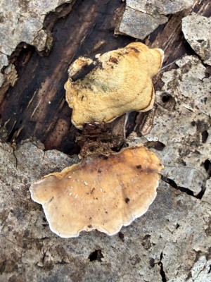 Striegeliger Schichtpilz.JPG