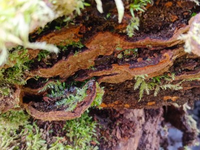 Phellinopsis conchata  IMG_20260228_094359.jpg