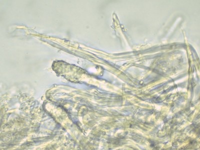 Steccherinum bourdotii H2O_1000.jpg