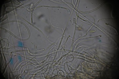 Hyphen ohne Schnallen.JPG