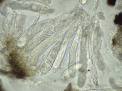 Psiloglonium lineare H2O_1000_3.jpg