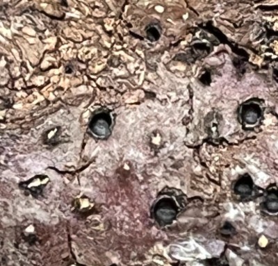 Alte und frische Fruchtkörper