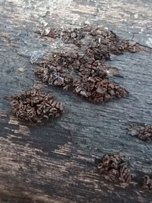 Ionomidotis fulvotingens IMG_20260228_093053.jpg