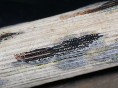 Scirrhia rimosa P1240203.JPG