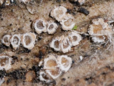 Stictis radiata P1240191.JPG