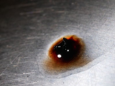 Ionomidotis fulvotingens KOH20.JPG