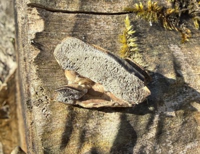 Rauchporling Unterseite.JPG