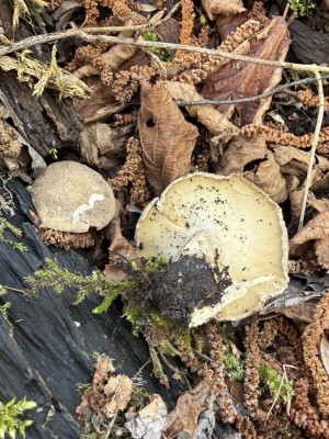 Mai Stielporling Forum.JPG