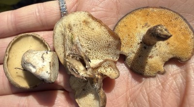 Stielporling Vergleich.JPG