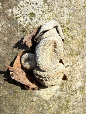 Kleiebecherling Forum.JPG