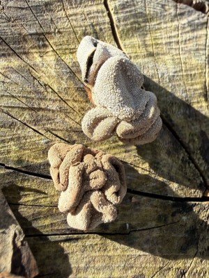 Kleiebecherling Forum 2.JPG