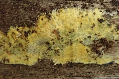 Xenasmatella vaga (2).JPG