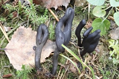 Thuemenidium atropurpureum (1).JPG