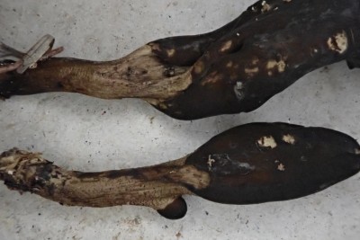 Thuemenidium atropurpureum (3).JPG