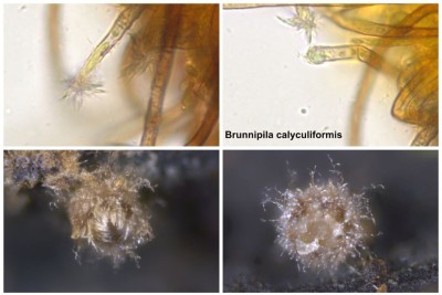 Brunnipila calyculiformis