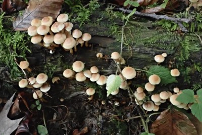 Hypholoma fasciculare var. pusillum (2).JPG