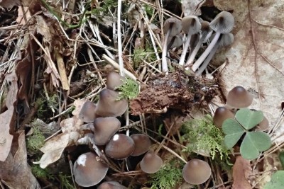 Mycena silvae-nigrae (5).JPG