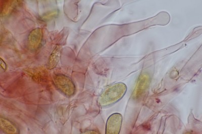 Galerina subclavata mikr (19).JPG