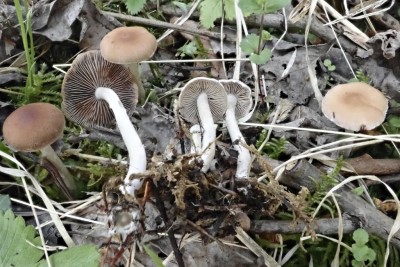 Psathyrella spadiceogrisea (2).JPG