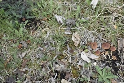Pholiotina aporos (8).JPG