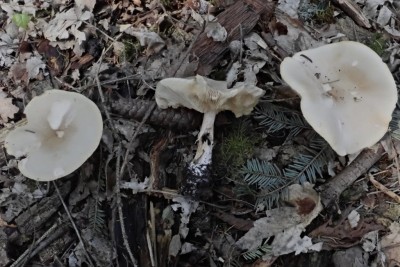 Melanoleuca cognata (2).JPG