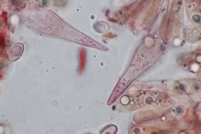 Melanoleuca cognata Zyst (9).JPG