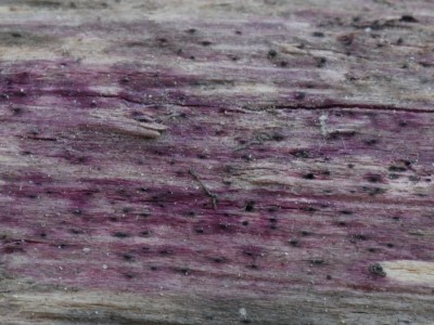 01a Murispora rubicunda.JPG