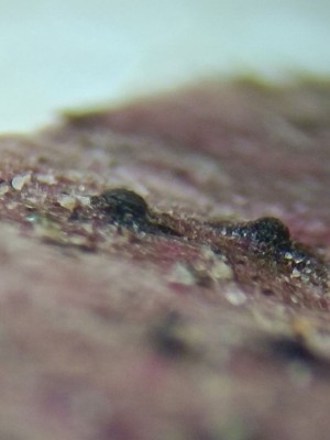 02 Murispora rubicunda.jpg