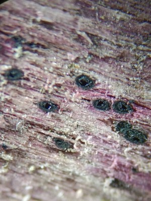 03 Murispora rubicunda.jpg