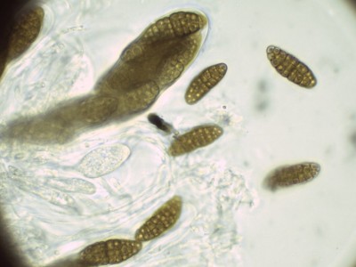 05 Murispora rubicunda H2O_1000_2.jpg