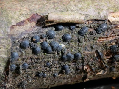 02 Patellaria atrataP1240366.JPG