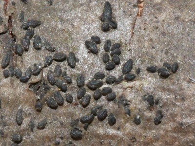 01 Hysterium angustatum.JPG