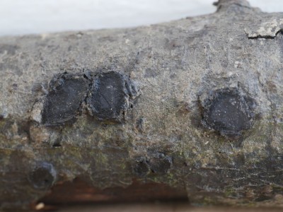 01 Biscogniauxia granmoi.JPG