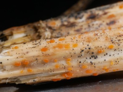 01 Calloria urticae.JPG