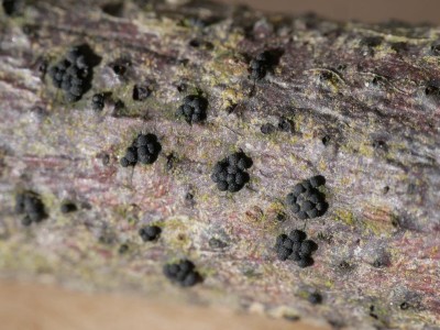 01 Nitschkia grevillei ©Andreas Millinger.JPG