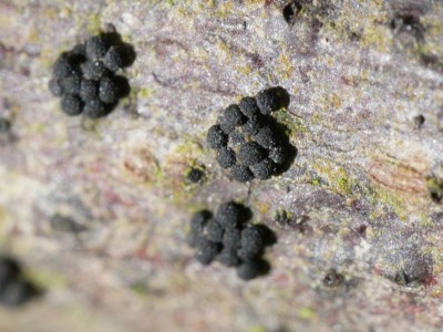 02 Nitschkia grevillei ©Andreas Millinger.JPG