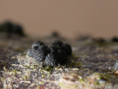 03 Nitschkia grevillei ©Andreas Millinger.JPG