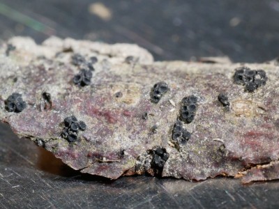04 Nitschkia grevillei ©Andreas Millinger.JPG