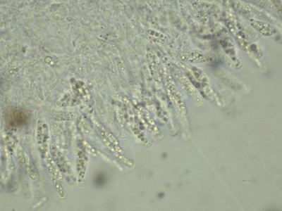 05 Nitschkia grevillei Wasser 1000x ©Andreas Millinger.jpg